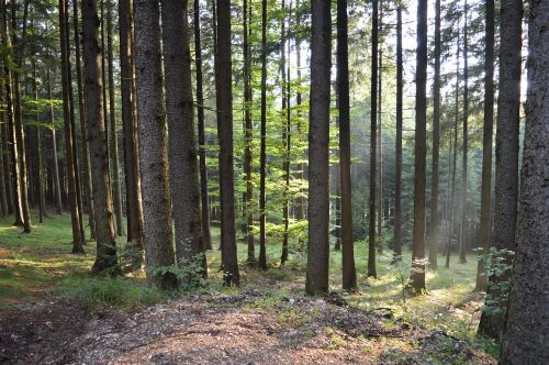 Miškas, Saulės Šviesa, Gamta