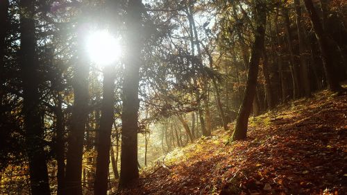 Miškas, Ruduo, Saulė, Lapai, Triukšmingas