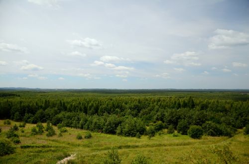 Miškas, Kraštovaizdis, Vaizdas, Vasara, Fonas, Lenkija, Panorama, Medis
