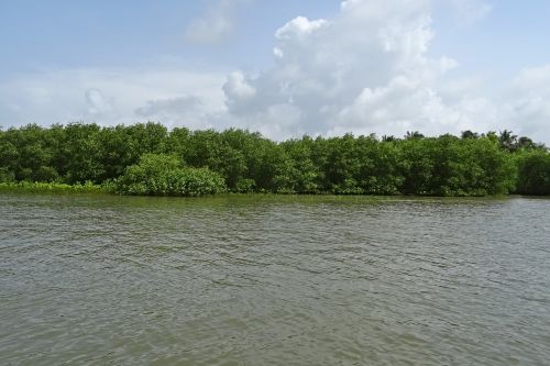 Miškas, Mangroviai, Estuarija, Kalis, Upė, Atogrąžų, Aplinka, Ekosistemos, Karwar, Karnataka, Indija