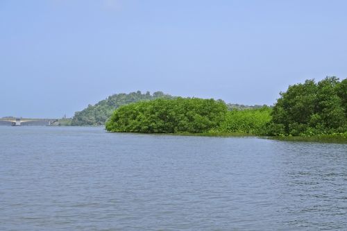 Miškas, Mangroviai, Estuarija, Kalis, Upė, Atogrąžų, Aplinka, Ekosistemos, Karwar, Karnataka, Indija