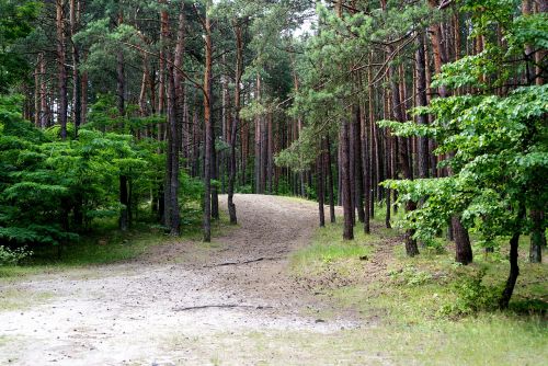 Miškas, Medis, Gamta, Vaizdas, Vasara, Kraštovaizdis, Kelias, Kelias, Lenkija, Kielce