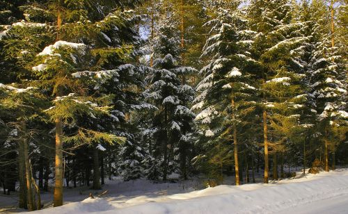 Miškas, Žiema, Sniegas, Medis, Lenkija, Snieguotas, Kalėdų Eglutė