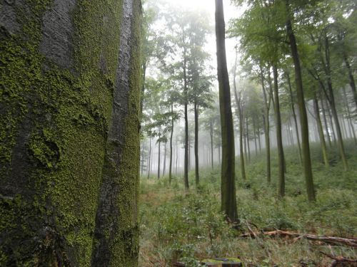 Miškas, Rūkas, Medžiai, Gamta, Bespalvis, Nuotaika, Šaltas