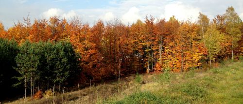 Miškas, Medis, Ruduo, Gamta, Spalvos, Lapija, Kraštovaizdis