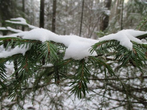 Miškas, Pirmas Sniegas, Žiema, Sniegas, Gamta, Medžiai, Šaltas, Eglė, Sniego Žiemos Gamta