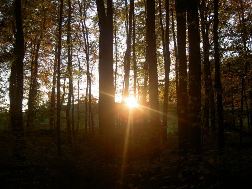 Miškas, Saulėlydis, Twilight