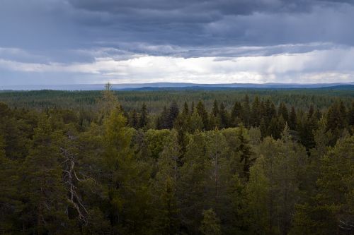 Miškas, Medis, Šiaurė, Lietingą