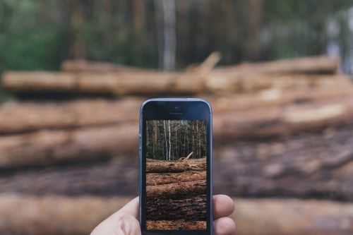 Miškas, Rankos, Iphone, Gamta, Išmanusis Telefonas, Fotografuoti, Technologija, Medžiai