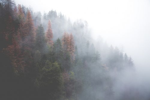 Miškas, Miglotas, Gamta, Medžiai