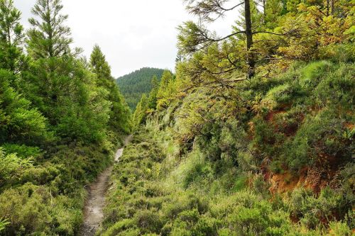Miškas, Žalias, Azores, Gamta