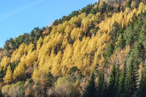 Miškas, Ruduo, Kraštovaizdis, Medis, Parkas, Lapai, Sezonas, Oranžinė, Geltona, Oras, Spalio Mėn, Saulė, Spalvinga, Saulėtas, Šviesus, Auksas, Lapai, Lapkritis, September, Peizažas, Natūralus, Spalva, Lauke, Scena, Vaizdingas