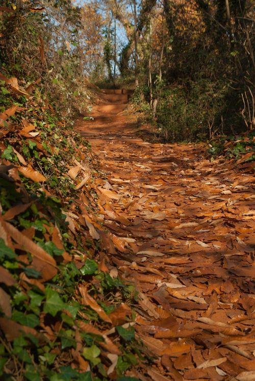 Miškas, Takas, Lapai, Rudens Kraštovaizdis