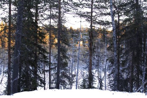 Miškas, Sniegas, Gamta, Švedija, Žiemos Peizažas, Žiema, Kalnas, Medis