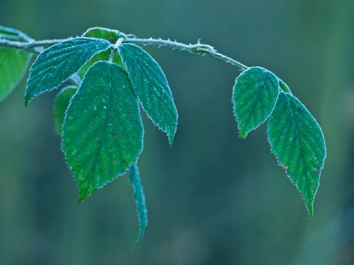 Miškas, Lapai, Žalias, Gamta, Medis, Žiema, Auskaras, Makro, Uždaryti, Lapija, Miškai, Saulė, Papartis, Augalas, Lapai