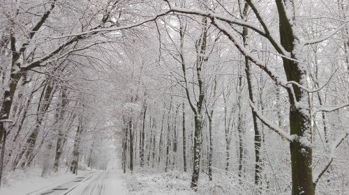 Miškas, Sniegas, Gatvė, Žiema