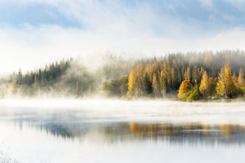 Miškas, Migla, Ežeras, Rytas, Suomių, Gamta, Rūkas, Saulėlydis, Vasara, Mediena, Kraštovaizdis