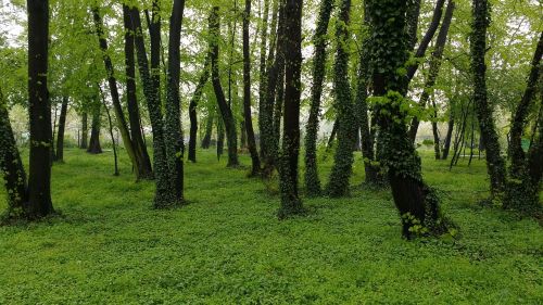 Miškas, Ivy Antraštė Helix, Žalias, Lenkija, Gamta