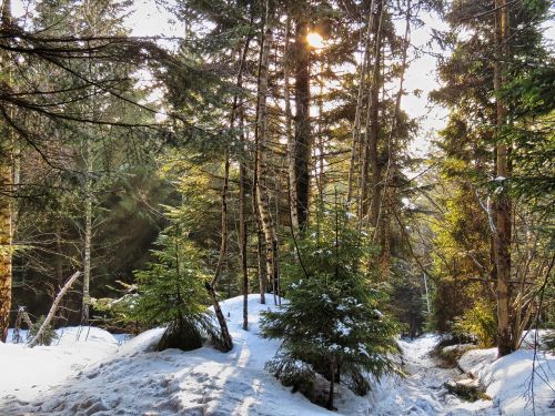 Miškas, Žiema, Medis, Sniegas, Gamta, Eglė, Lenkija