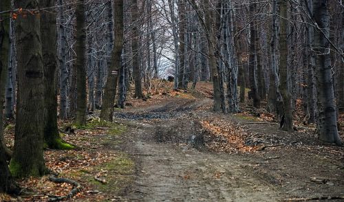 Miškas, Kelias, Beskidai, Magura Wilkowicka, Pavasaris, Kelias, Kraštovaizdis, Lapija, Alėja, Medis, Gamta, Kalnai, Ruduo