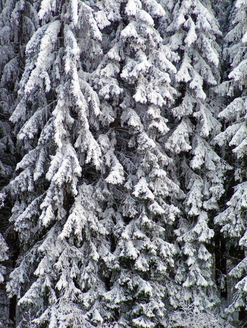 Miškas, Mediena, Suomių, Snieguotas, Žiema, Filialai, Sniegas, Medis