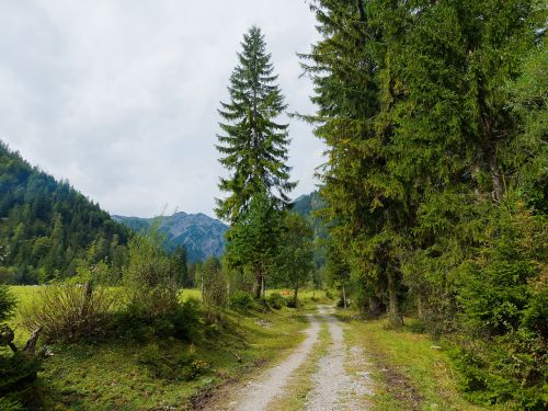 Miškas, Kalnas, Gamta, Kraštovaizdis, Alpės, Žygiai, Vasara, Vaizdas, Medžiai