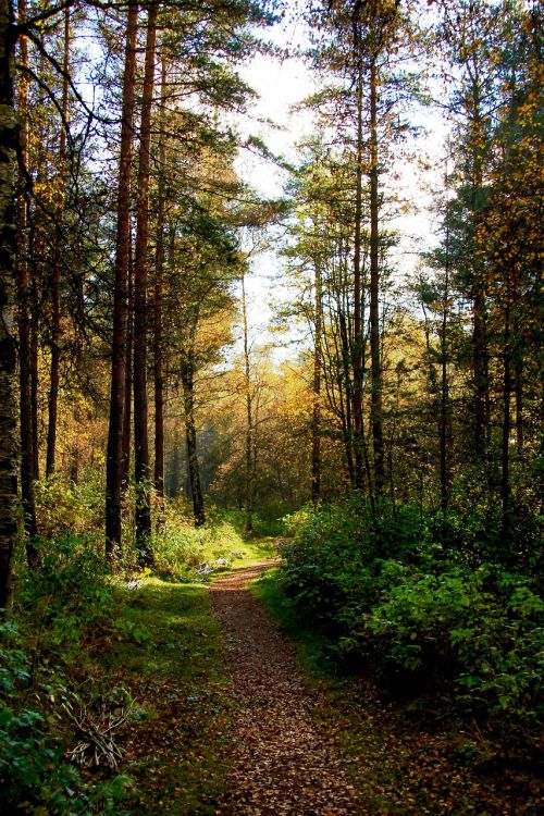 Miškas, Kritimas, Ruduo, Spalvinga, Kelias, Lapai, Parkas