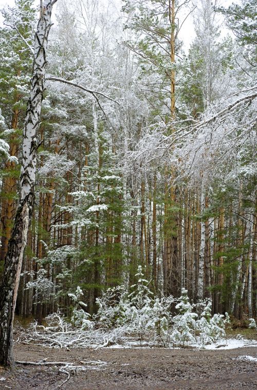 Miškas, Pavasaris, Sniegas Gali, Gamta, Medžiai, Gyvoji Gamta, Pušis, Siberija