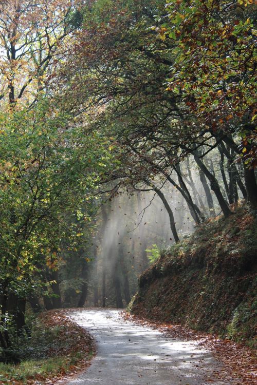 Miškas, Lapai, Ruduo, Rudens Diena, Rudens Miškas