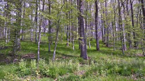 Miškas, Medžiai, Gamta