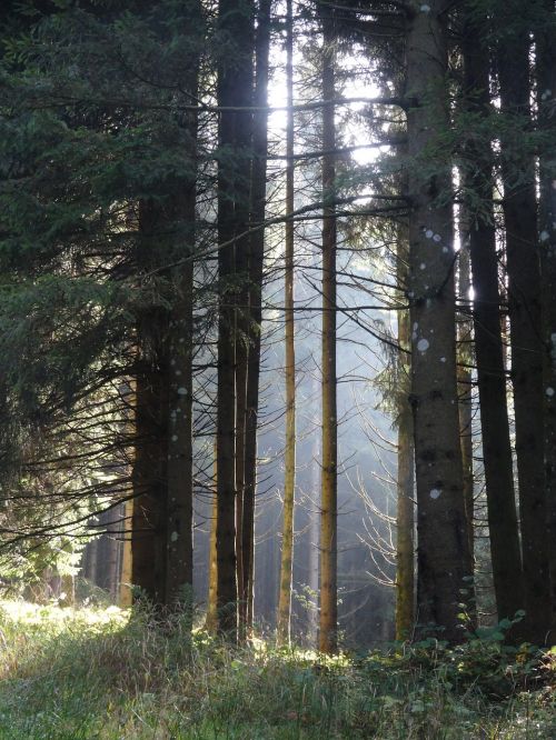 Miškas, Saulės Šviesa Miške, Miško Atmosfera