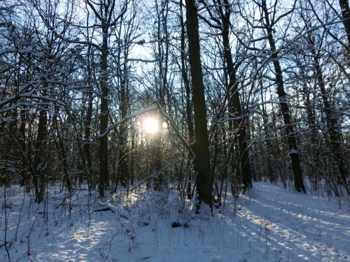 Miškas, Saulė, Gamta, Žiemą, Snieguotas