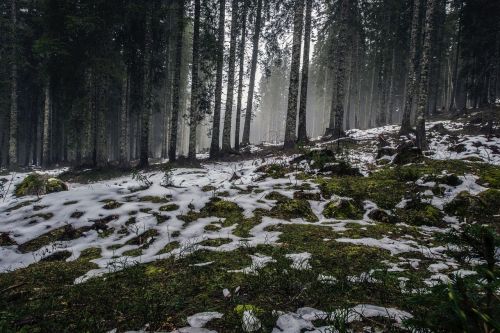 Miškas, Sniegas, Žiema