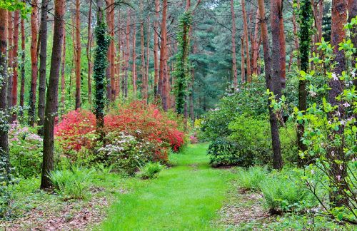 Miškas, Arboretum, Gamta, Medžiai, Sezonai