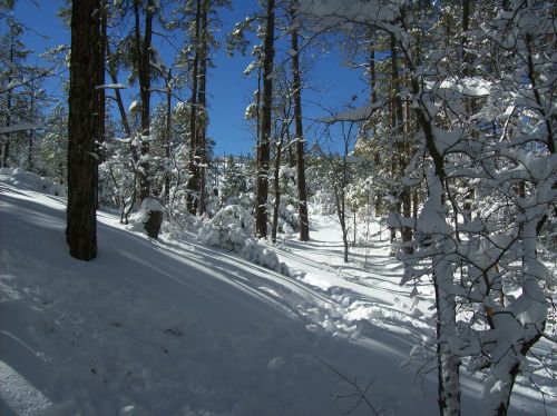 Miškas, Žiema, Sniegas, Medžiai, Lysko Ežeras, Prescott, Arizona