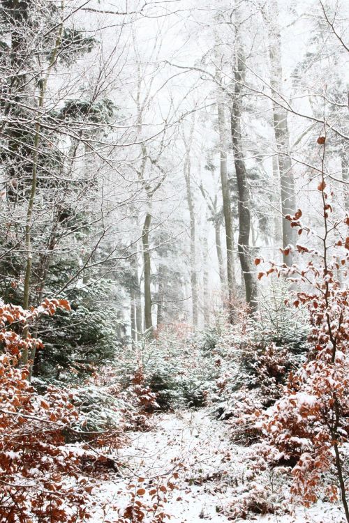 Miškas, Sniegas, Žiema, Kritimo Lapija, Medžiai, Kalėdos