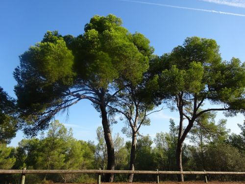 Miškas, Medžiai, Kraštovaizdis