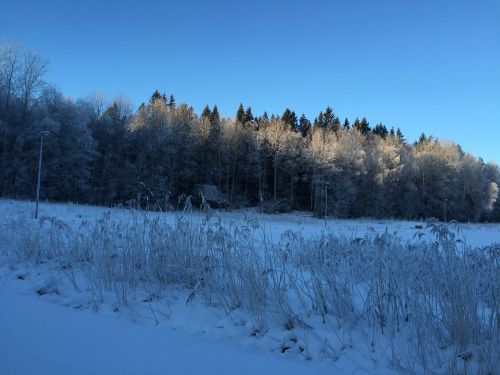 Miškas, Sniegas, Švedija