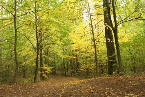 Miškas, Žalias, Gamta, Medis, Augmenija, Lenkija