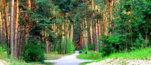 Miškas, Kelias, Medžiai, Gyvoji Gamta, Vasara