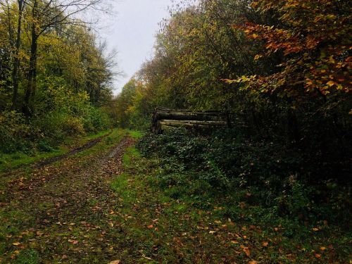 Miškas, Ruduo, Medžiai, Lapai