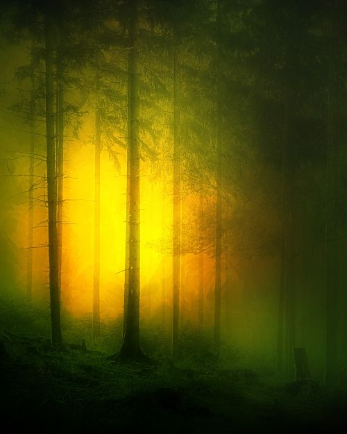 Miškas,  Medžiai,  Gamta,  Švytėjimas,  Šviesa,  Auksinis,  Tamsi,  Naktis,  Miškas 30