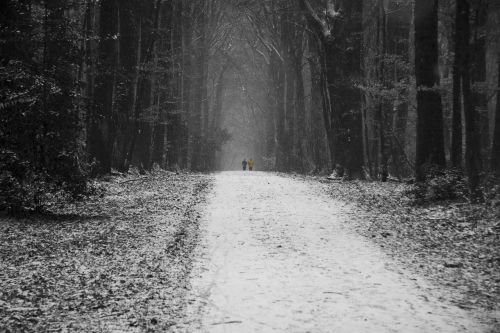 Miškas,  Medis,  Juoda Ir Balta Fotografija,  Žiema,  Gamta,  Be Honoraro Mokesčio