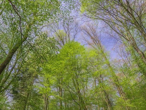 Miškas,  Medžiai,  Schönwetter