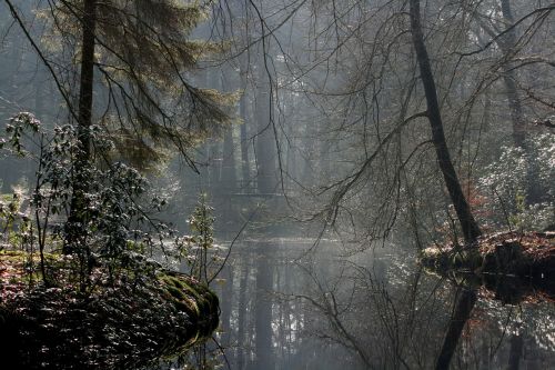 Miškas, Medžiai, Parkai, Vanduo