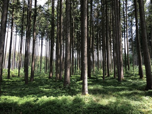 Miškas,  Gamta Medis,  Kraštovaizdis