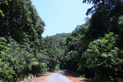 Miškas, Visžalis, Tankus, Vakarų Gatas, Kalnai, Kelias, Sahyadri, Karnataka, Indija