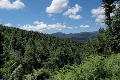 Miškas,  Debesys,  Panorama