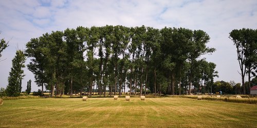 Miškas,  Laukas,  Kraštovaizdis,  Dangus,  Medžiai,  Žolė,  Žalias,  Nuotaika