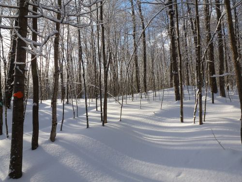 Miškas, Žiema, Sniegas, Šešėliai, Medžiai, Balta, Takas, Nepaliestos, Haliburtonas, Ontarijas, Kanada